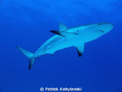 Caribbean Reef Shark at Matt's Wall, West End, Bahamas. by Patrick Kobylanski 